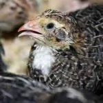 Quail drinkers: how to make your own hands and the basic requirements for them,