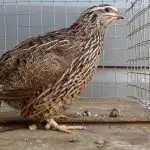 Quail pharaoh: features of keeping and breeding this meat breed