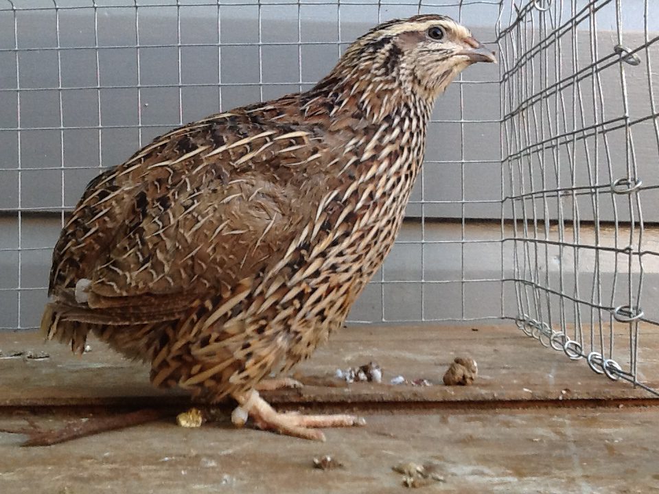 Quail pharaoh: features of keeping and breeding this meat breed