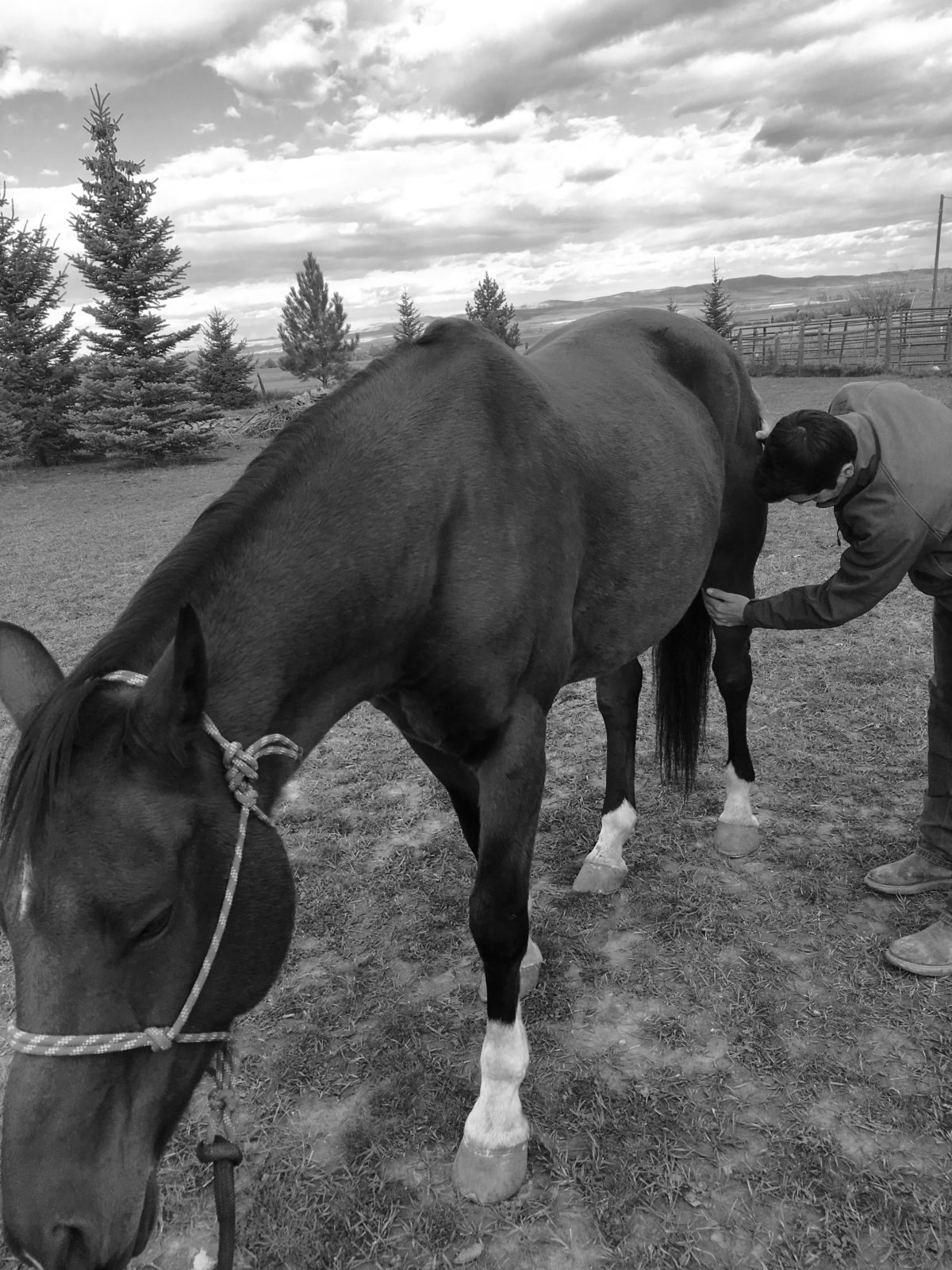 Questions of education: how to instill good manners in a horse ... rump?