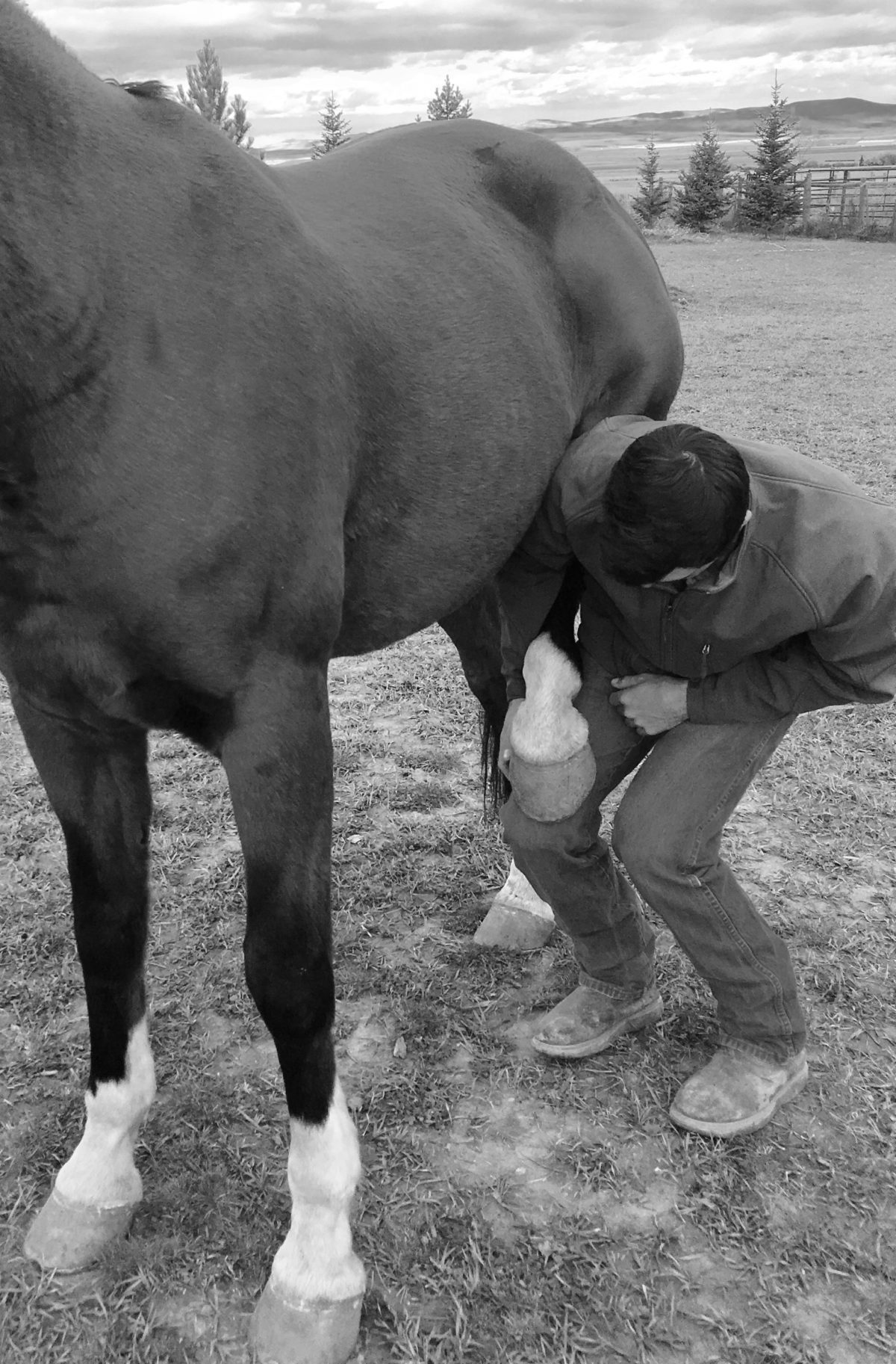 Questions of education: how to instill good manners in a horse ... rump?
