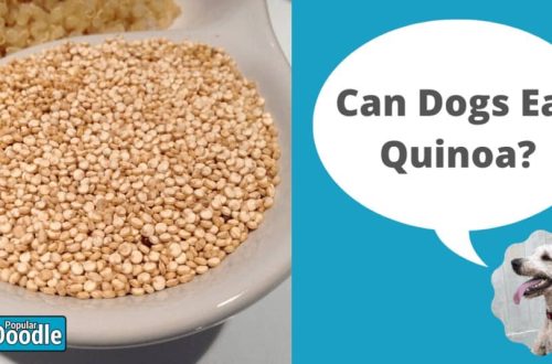 Quinoa for dogs: benefits and harms