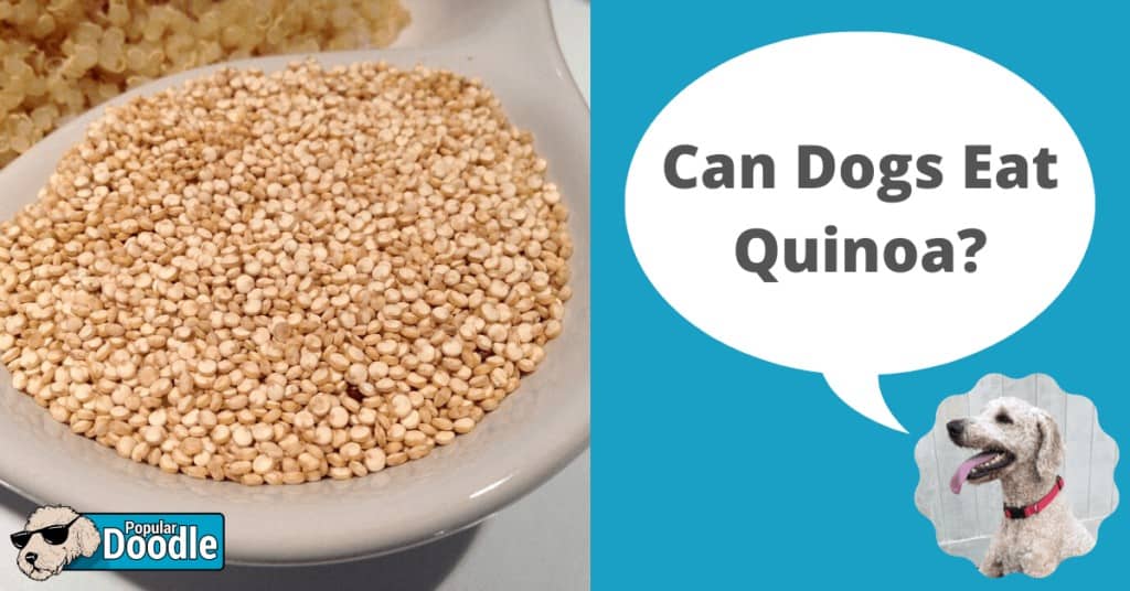 Quinoa for dogs: benefits and harms