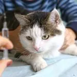 Rabies in cats and cats: symptoms, methods of transmission, forms of leakage, precautions and prevention