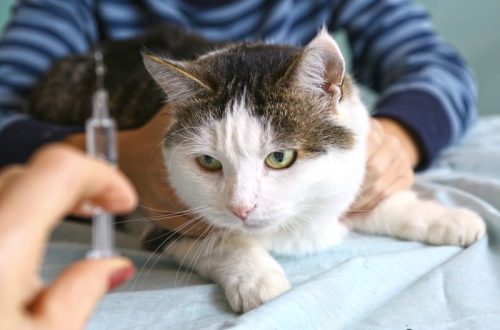 Rabies in cats and cats: symptoms, methods of transmission, forms of leakage, precautions and prevention
