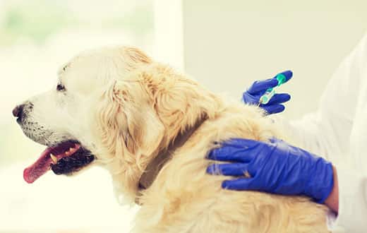 Rabies in dogs: signs and symptoms