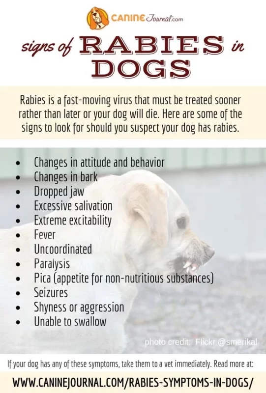 Rabies in dogs: signs and symptoms