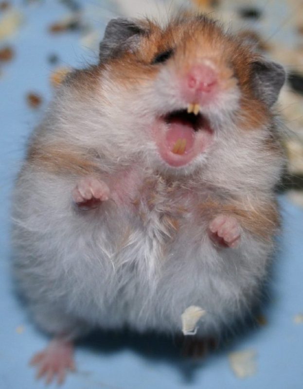 Rabies in hamsters - one hundred percent fatal, signs and symptoms of the disease