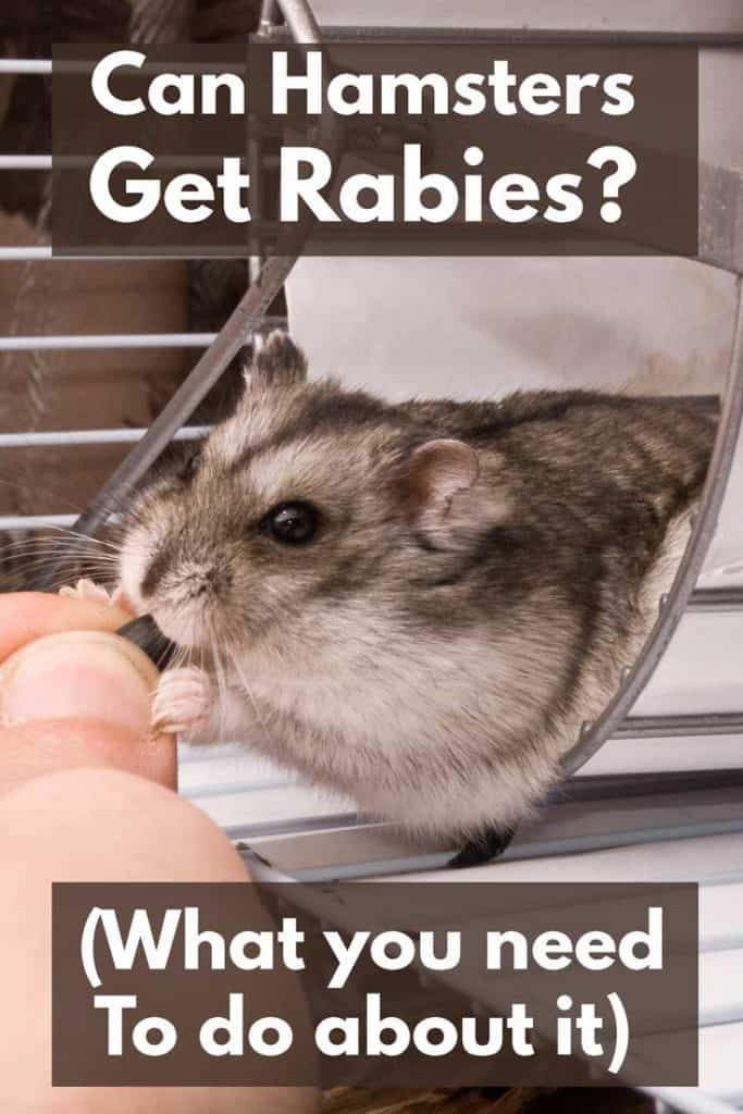Rabies in hamsters &#8211; one hundred percent fatal, signs and symptoms of the disease