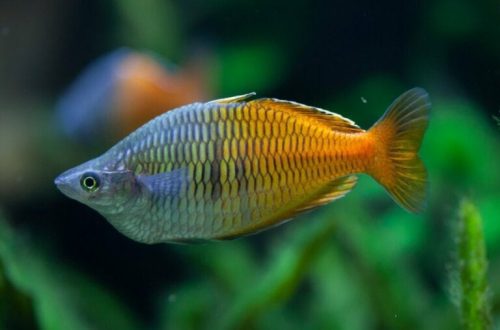 Rainbow fish: maintenance rules, external characteristics, nutrition and reproduction