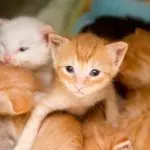 Raising kittens: when to start weaning, what to feed and how to feed a newborn kitten