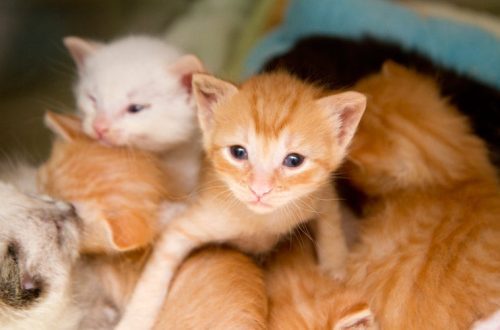 Raising kittens: when to start weaning, what to feed and how to feed a newborn kitten