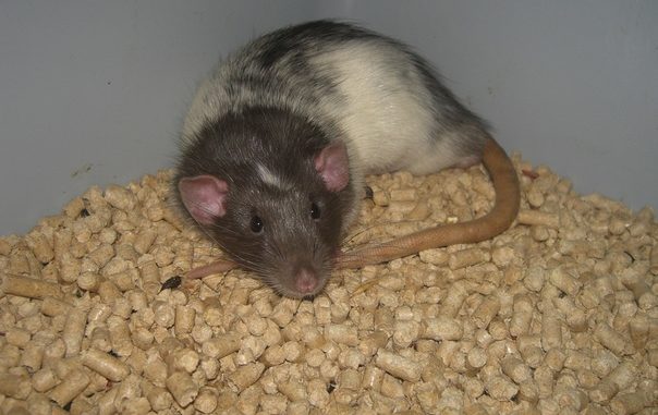 Rat litter (cage bedding): comparison table