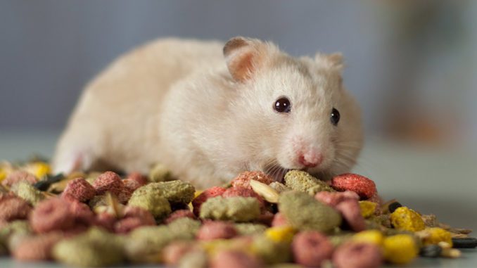 Rating of the best food for hamsters (Dzhungarian and Syrian)