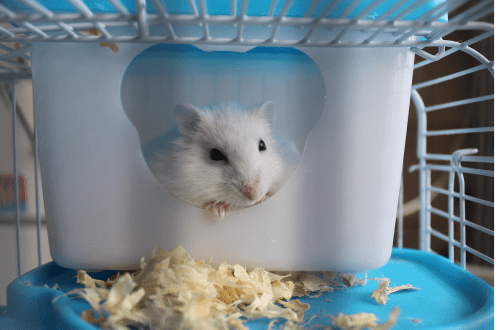 Rating of the best food for hamsters (Dzhungarian and Syrian)