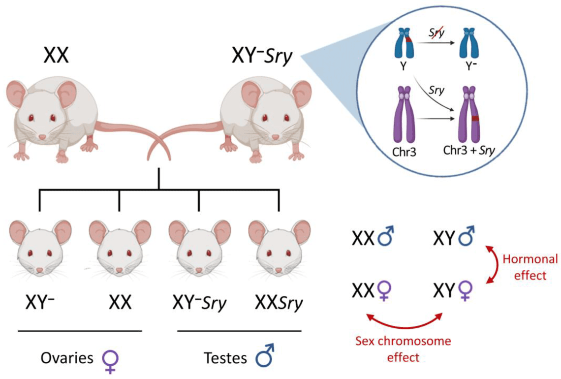 Rats are smart animals: intelligence and the number of chromosomes of a rodent