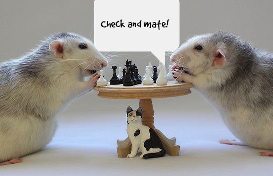 Rats are smart animals: intelligence and the number of chromosomes of a rodent
