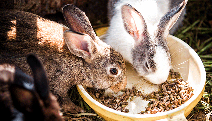 Recipes for feeding rabbits in winter and summer