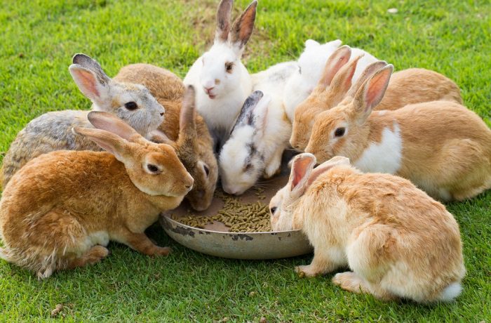 Recipes for feeding rabbits in winter and summer