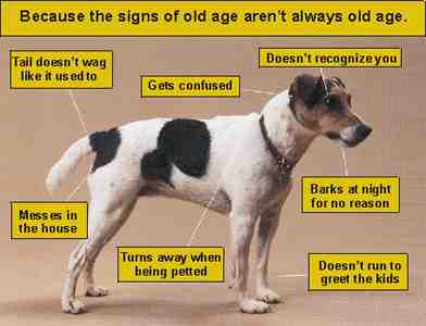 Recognizing typical signs of aging in dogs