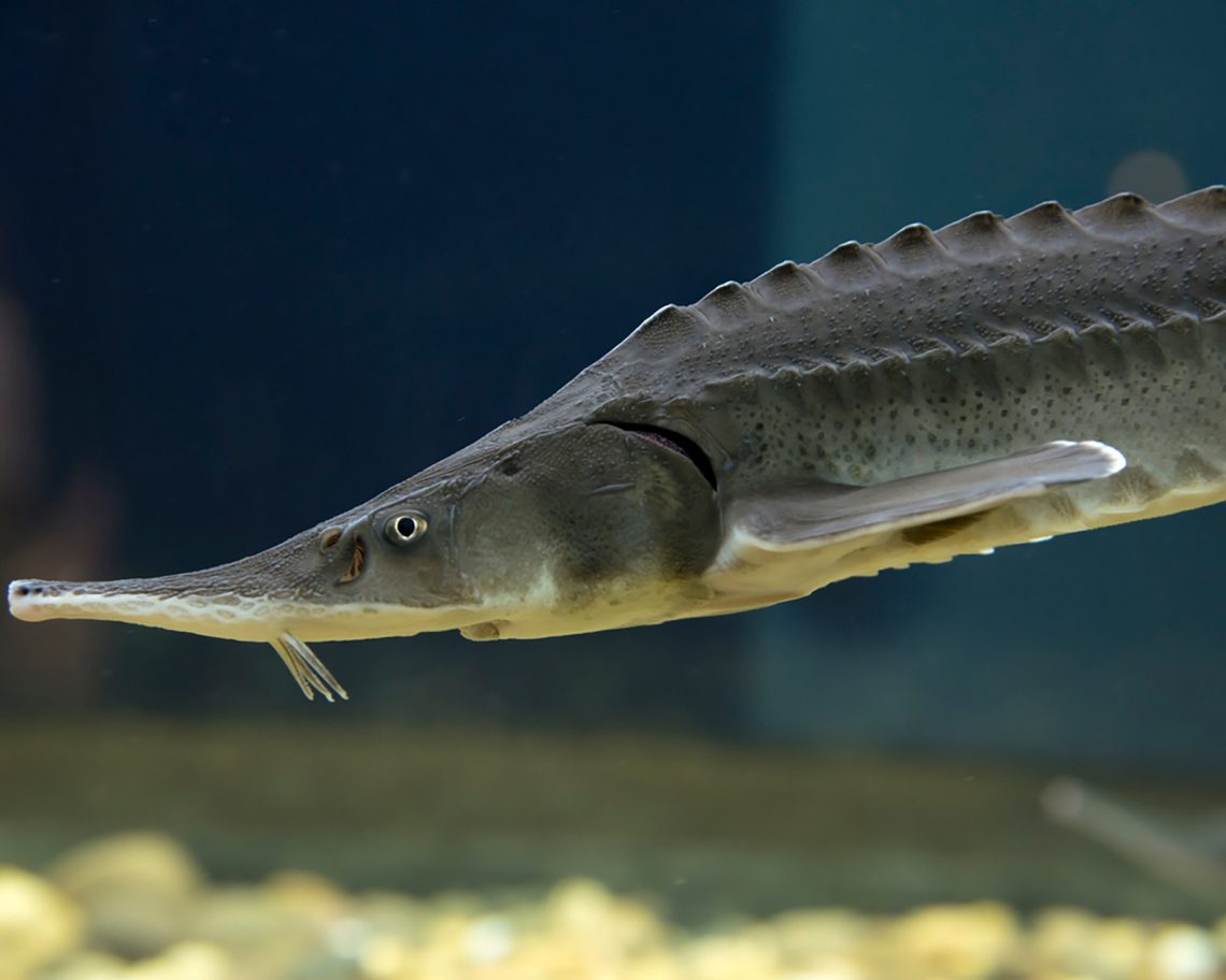 Recommendations for breeding sturgeon at home: breeding, keeping and feeding