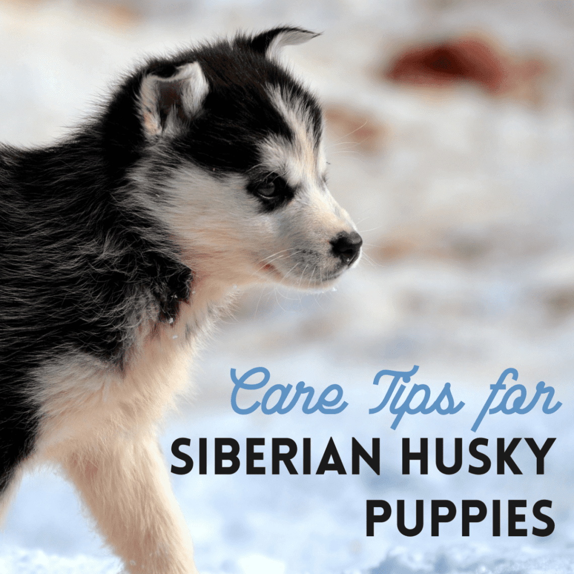 Recommendations for the care of husky: maintenance, feeding and education