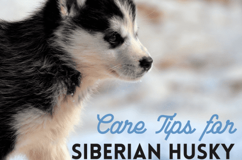 Recommendations for the care of husky: maintenance, feeding and education