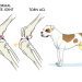 How to treat a cut in a dog