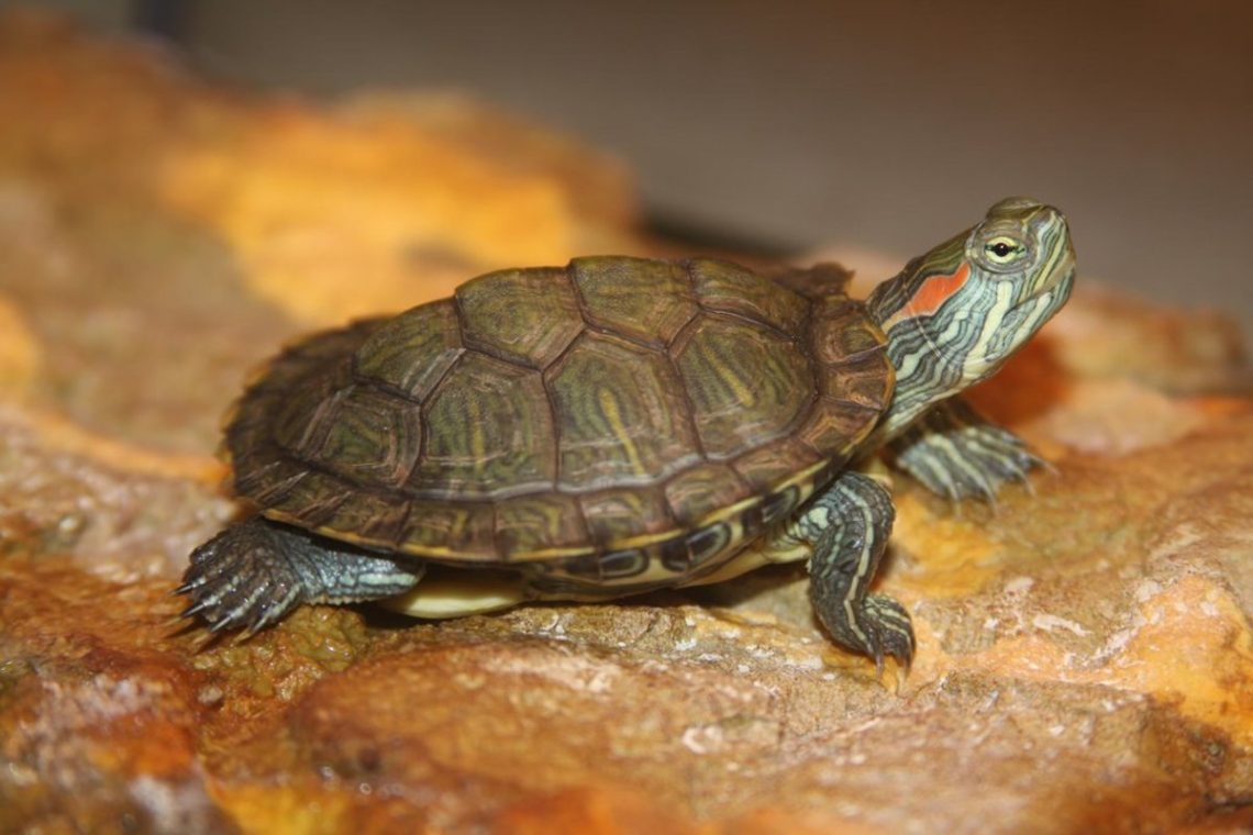 Red-eared tortoise: how many years does it live, what to feed the tortoise, why does it not eat and what is its care