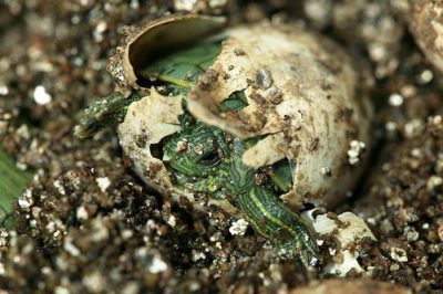 Red-eared turtle eggs, how to determine pregnancy and what to do if the turtle laid an egg