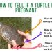 How many years do turtles live in nature and at home