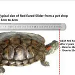 Red-eared turtle sizes by years, maximum adult size, height and weight depending on age