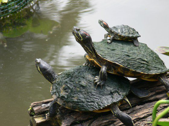 Red-eared turtle sizes by years, maximum adult size, height and weight depending on age