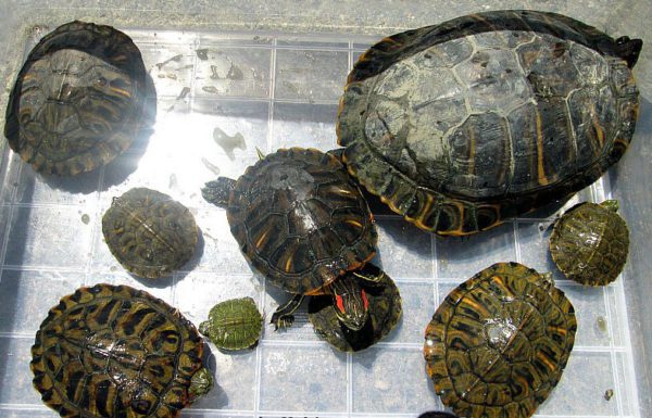 Red-eared turtle sizes by years, maximum adult size, height and weight depending on age