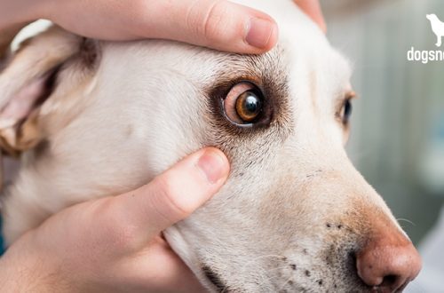 Red eyes in a dog: what does it mean and what could be the reasons