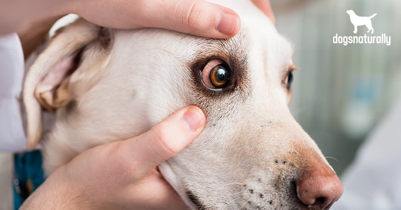 Կարմիր աչքեր շան մեջ. ինչ է դա նշանակում և որոնք կարող են լինել պատճառները
