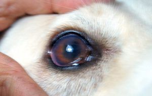 Red eyes in a dog: why redness occurs, diagnosis, treatment and first aid