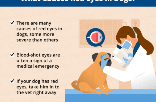 Punased silmad koeral: miks punetus tekib, diagnoosimine, ravi ja esmaabi