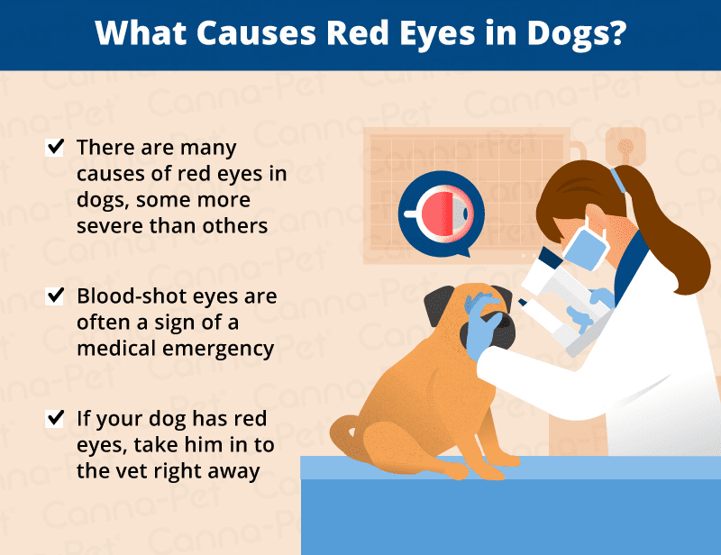 Red eyes in a dog: why redness occurs, diagnosis, treatment and first aid