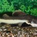 Exterior, keeping and breeding in captivity of catfish Clarius Angolan and spotted