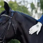 Relaxation for horse and rider: 35 tips for work in the saddle and on the ground
