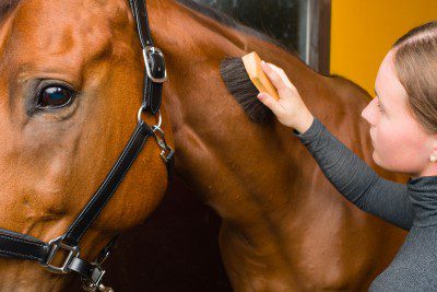 Relaxation for horse and rider: 35 tips for work in the saddle and on the ground