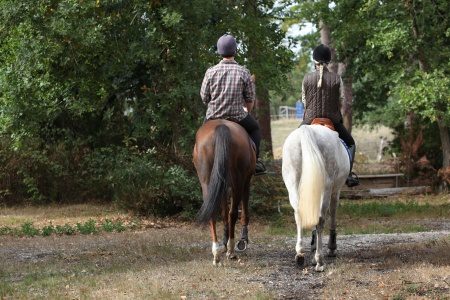 Relaxation for horse and rider: 35 tips for work in the saddle and on the ground