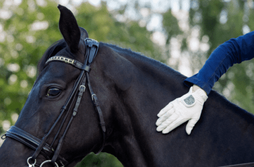 Relaxation for horse and rider: 35 tips for work in the saddle and on the ground