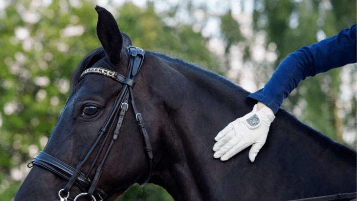 Relaxation for horse and rider: 35 tips for work in the saddle and on the ground