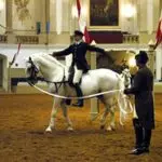 Report: lessons from the senior rider of the Spanish Riding School