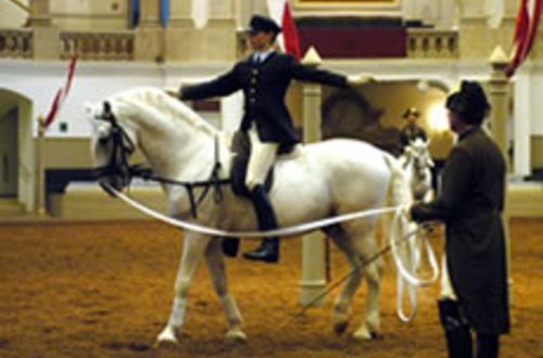 Report: lessons from the senior rider of the Spanish Riding School