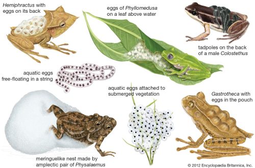Reproduction of different types of frogs, how amphibians reproduce