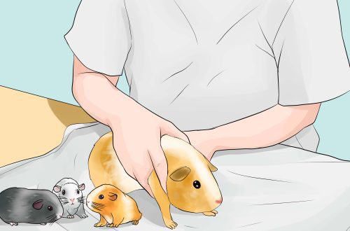 Reproduction of guinea pigs: mating and breeding at home