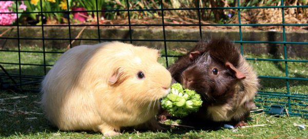 Reproduction of guinea pigs: mating and breeding at home